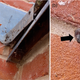 Imagen para el artículo titulado Descubren por primera vez a una araña falsa viuda negra devorando un murciélago